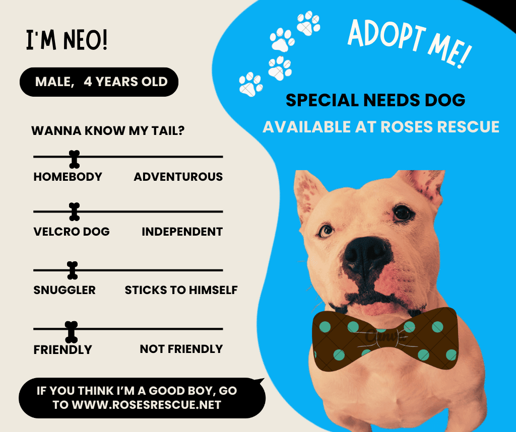 Featured Pet - Neo