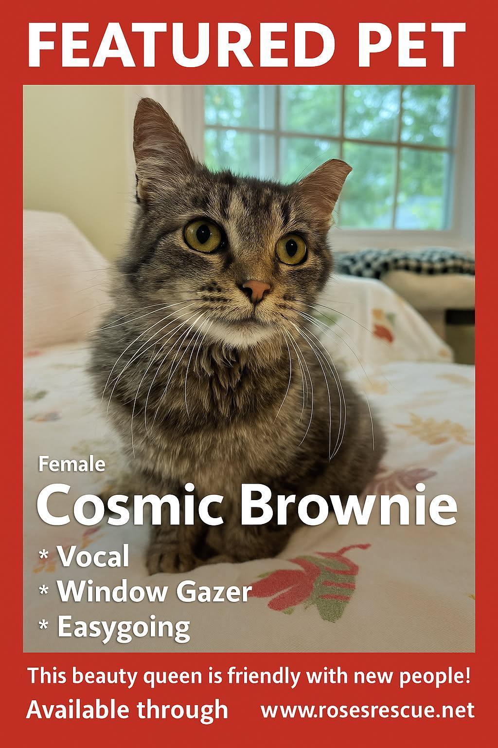 Featured Pet - Cosmic Brownie