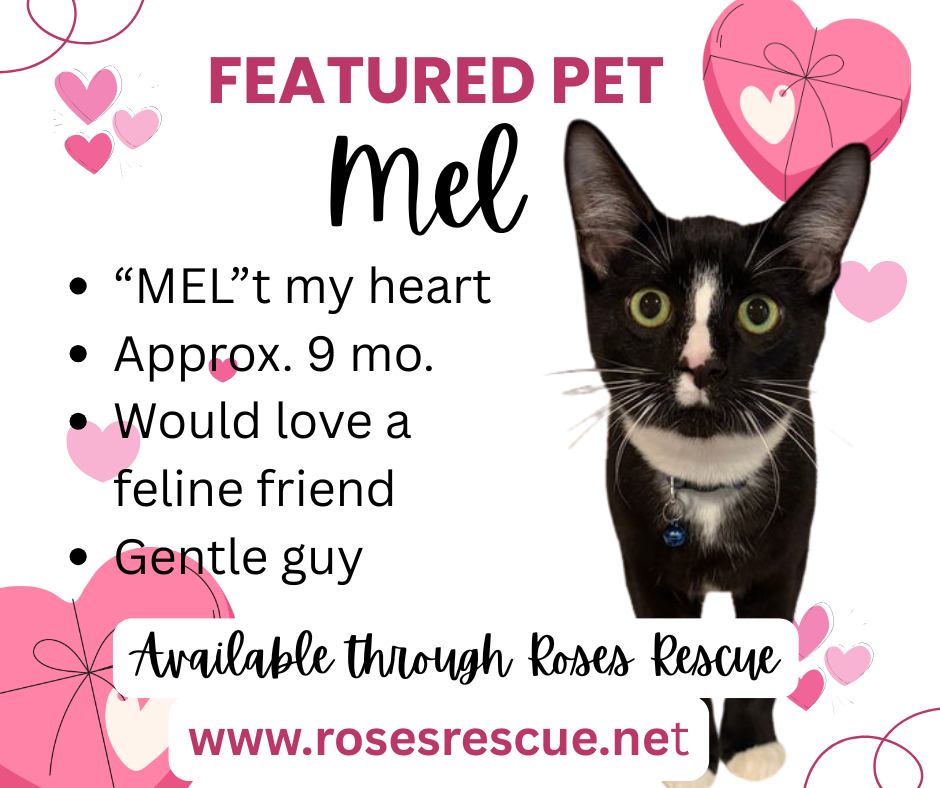 Featured Pet - Melvin (Mel)
