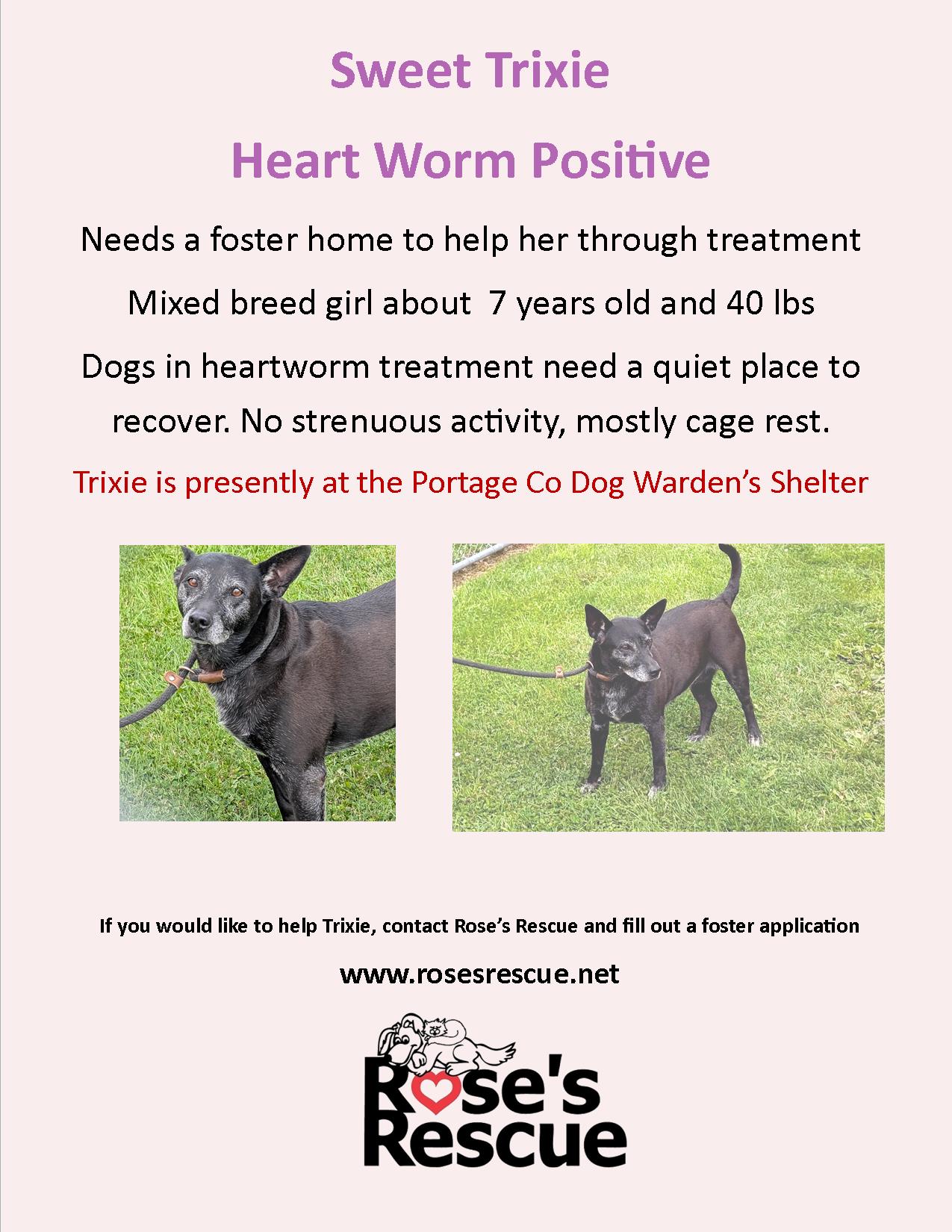 Trixie-HW Pos-Need Foster Trixie-HW Pos-Need Foster