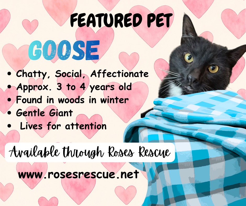 Featured Pet - Goose Featured Pet - Goose