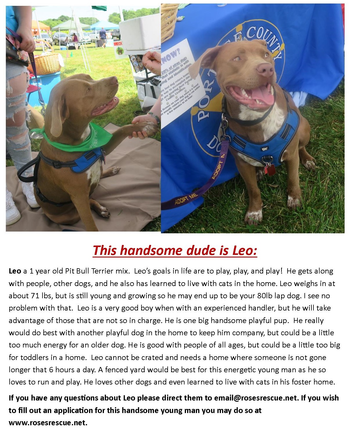 Pet of the week #6-Leo Pet of the week #6-Leo