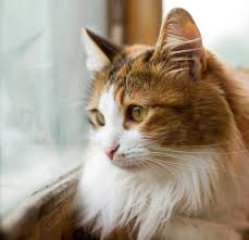 Web Image: Cat Dog Pic Web Image: Cat Pic