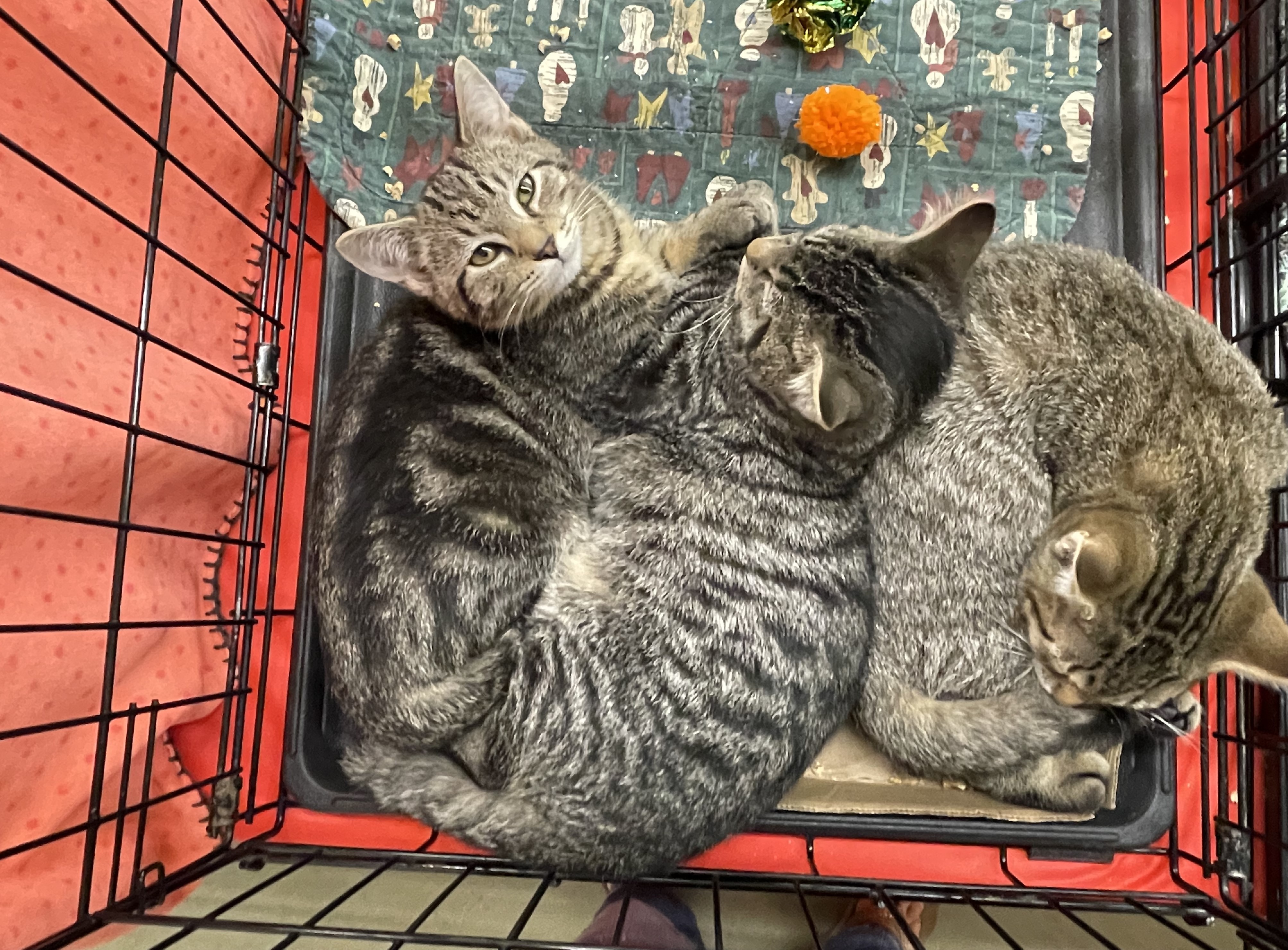 Gill's tabbies