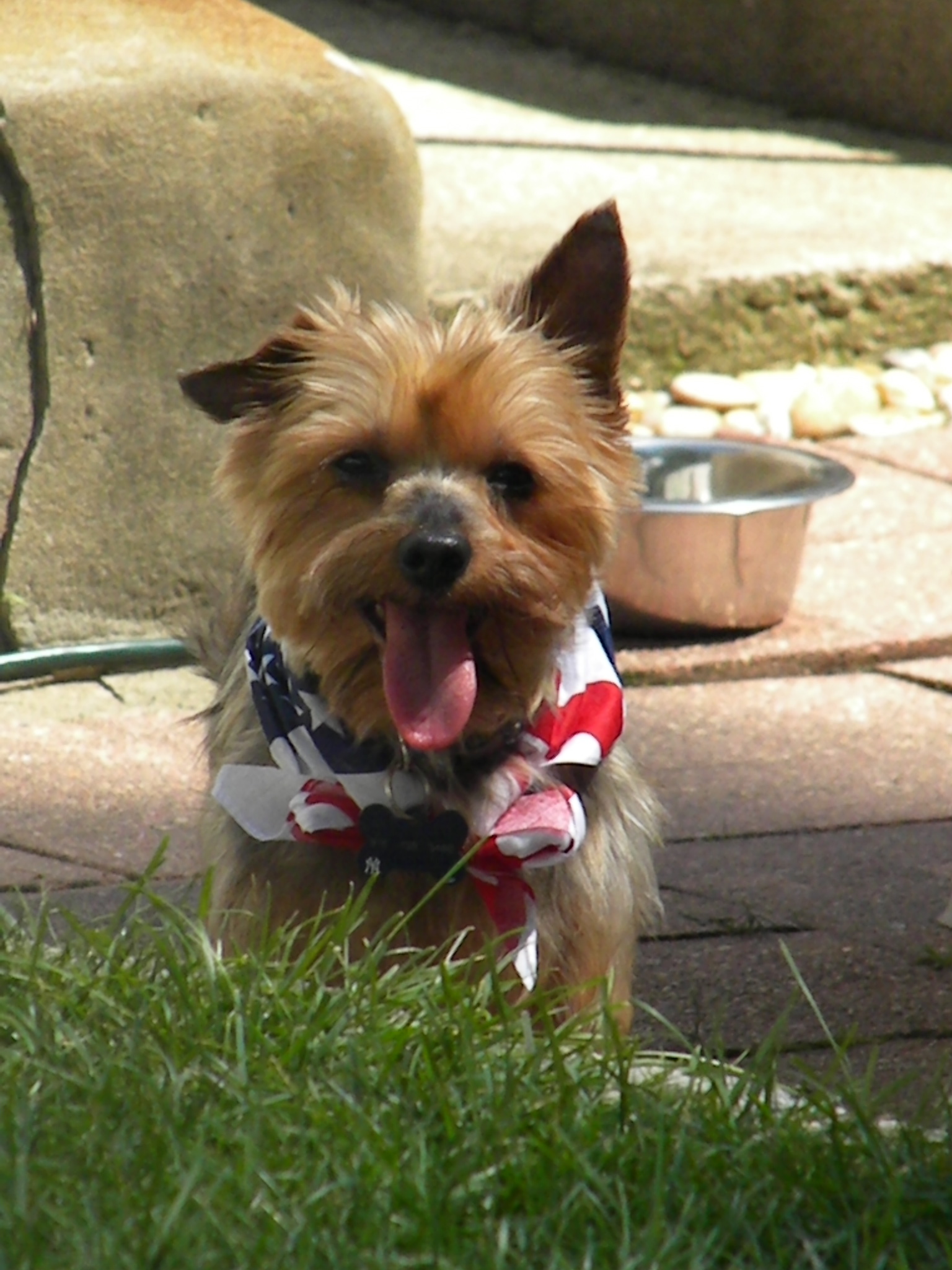 WATN II Gizmo aka Simon