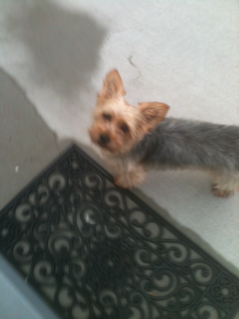 WATN Angelina aka Abby now