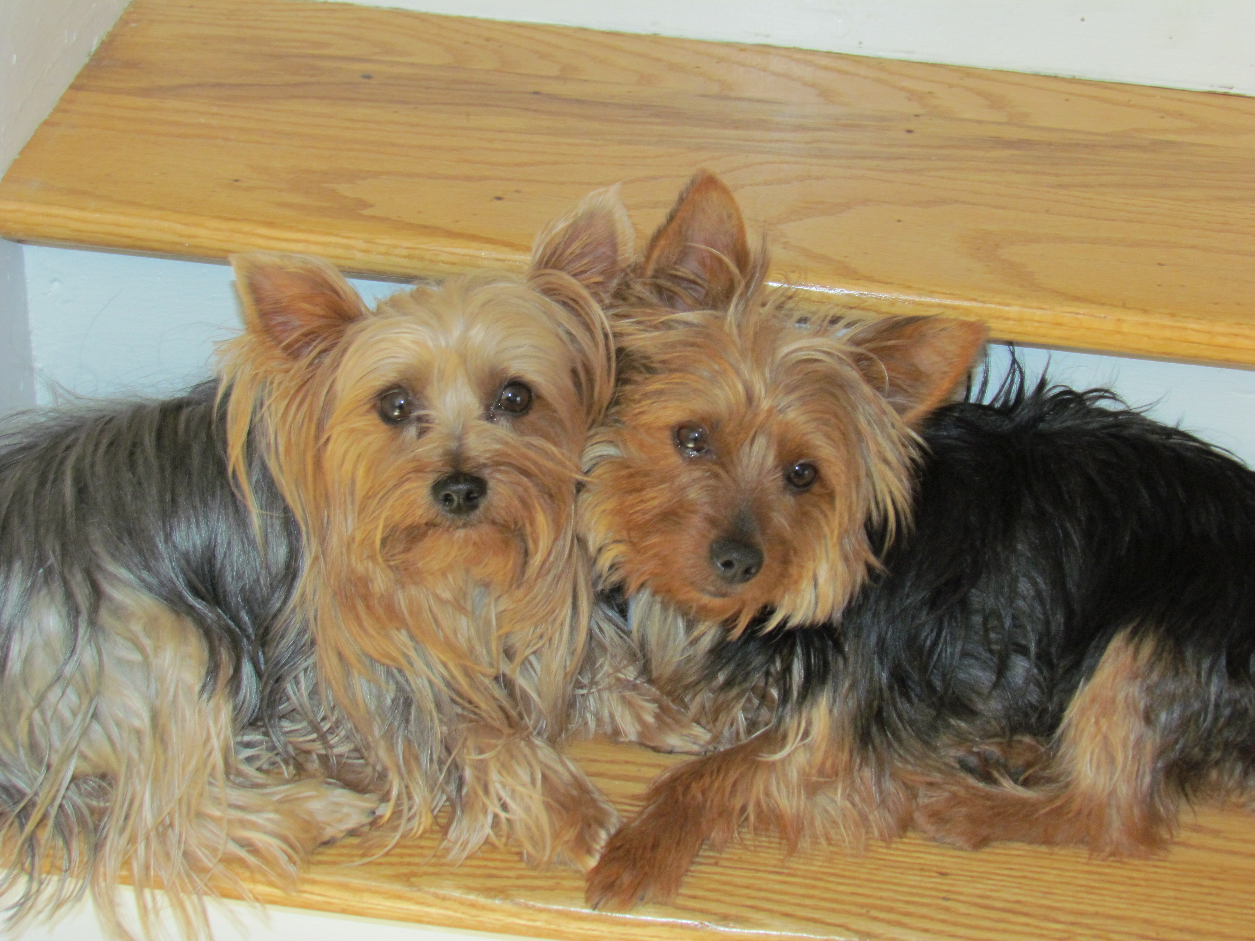 WATN Sherlock & Reggie