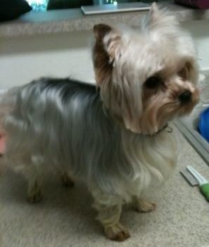 WATN Darcy now Chauncy