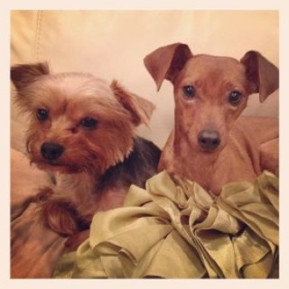 WATN Louie (Tigger) & Pebbles