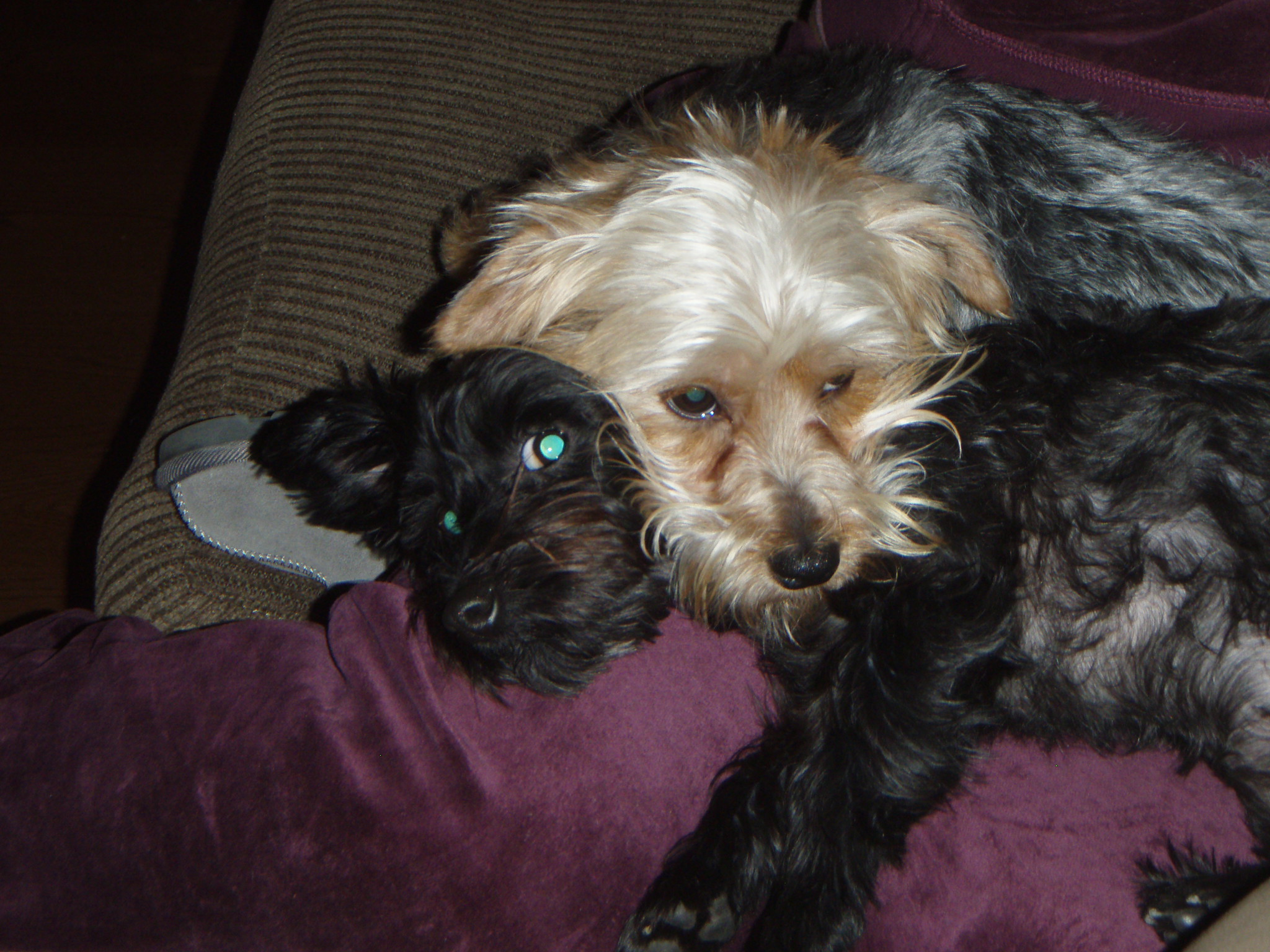 WATN Rocco (Snoopy) with Chloe