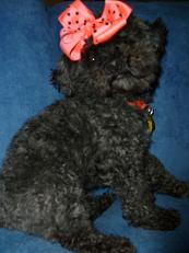 WATN Sassafrass aka Sassy