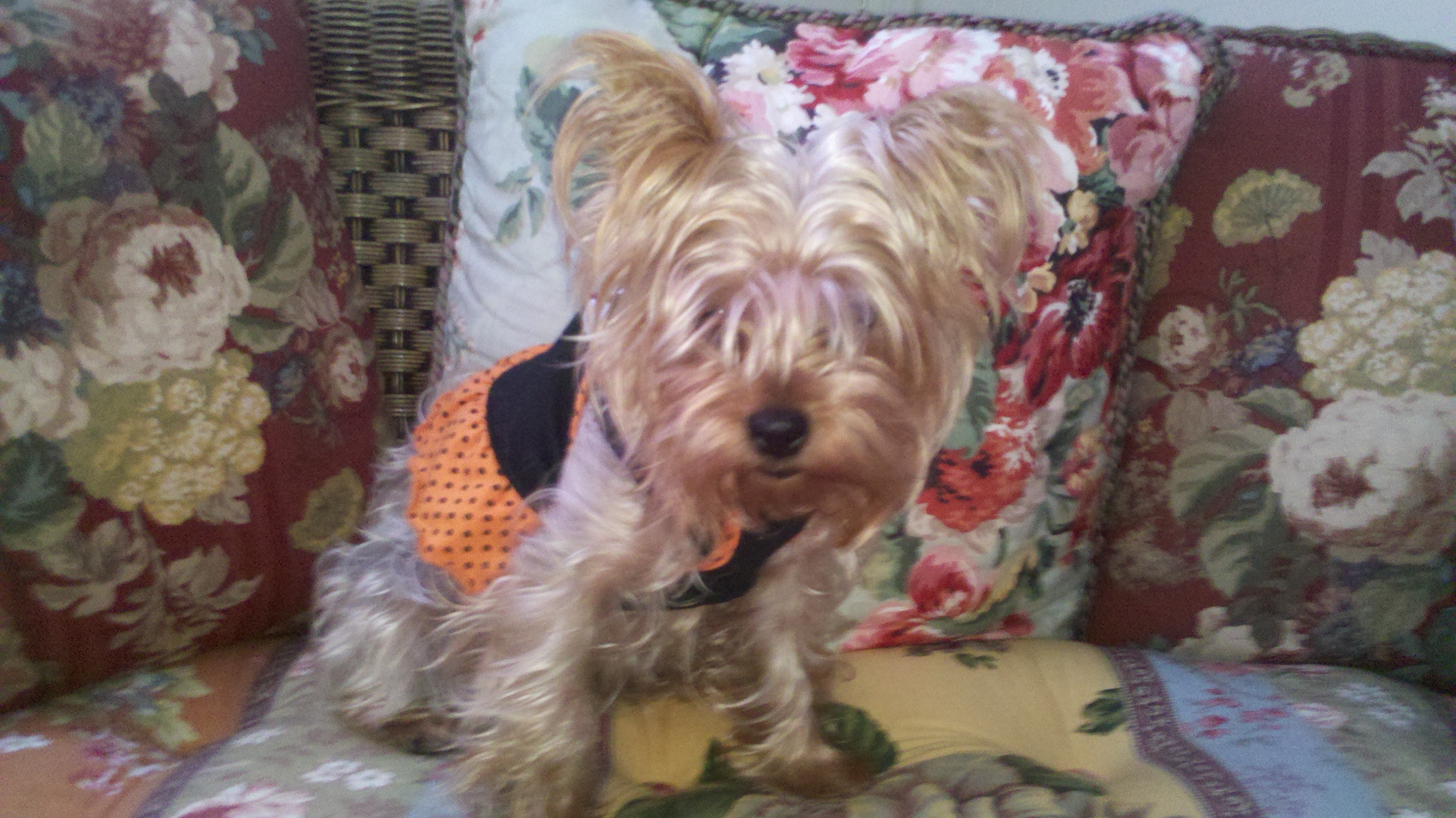 WATN Nola now Meadow