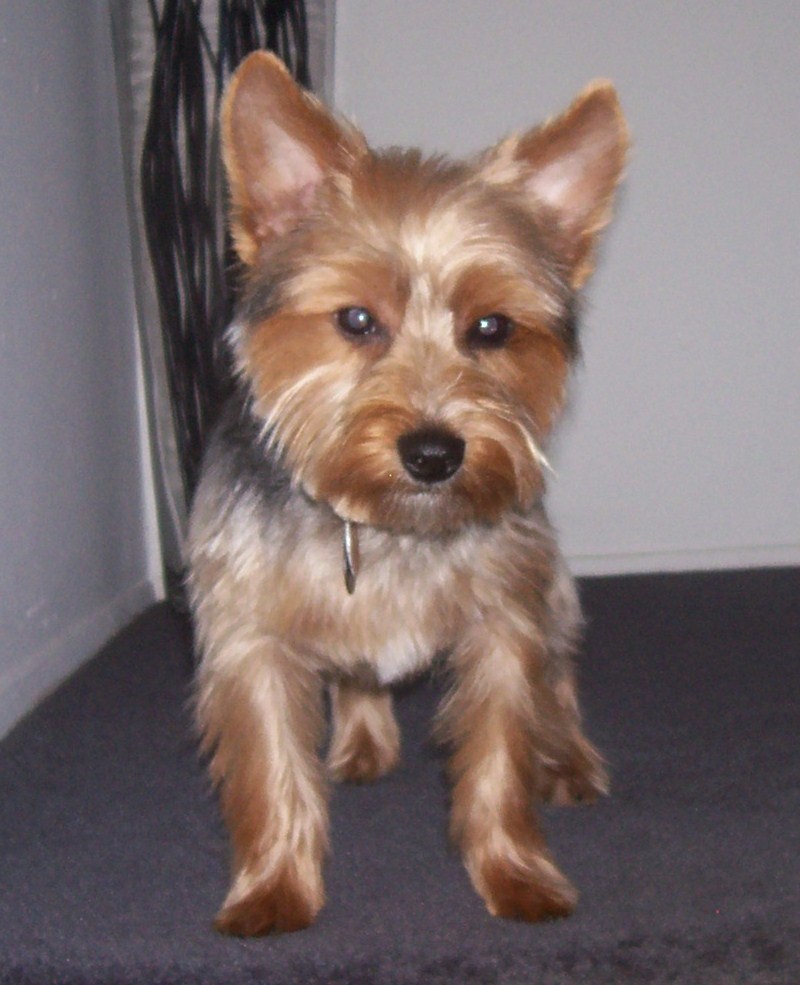 WATN Dannyboy now Buddy