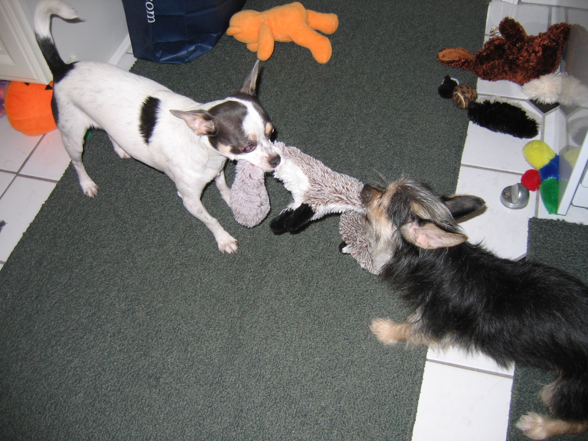 WATN Chichi & Sister  Play