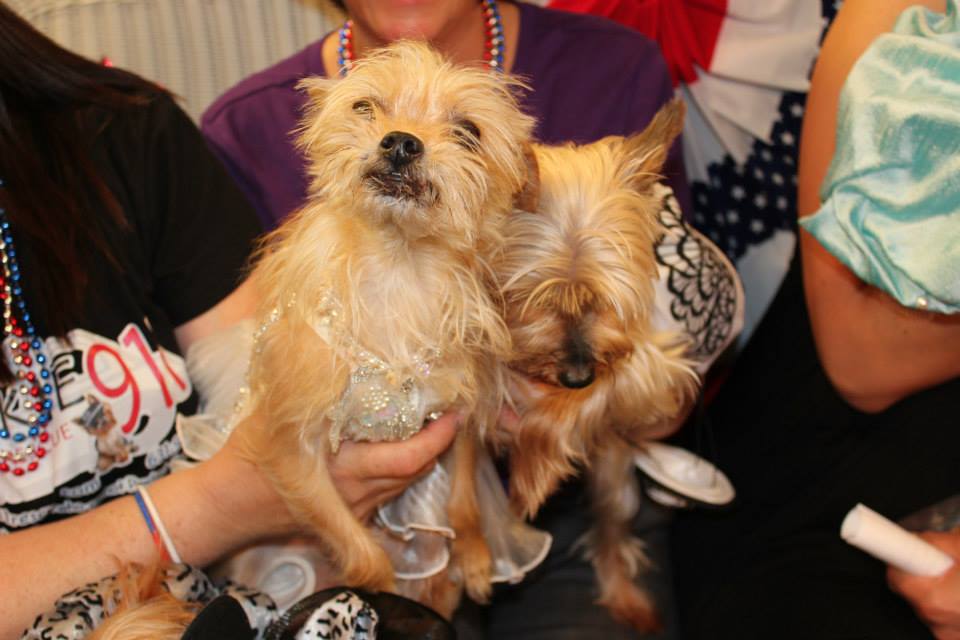 13.05.19 PetTalk Pups