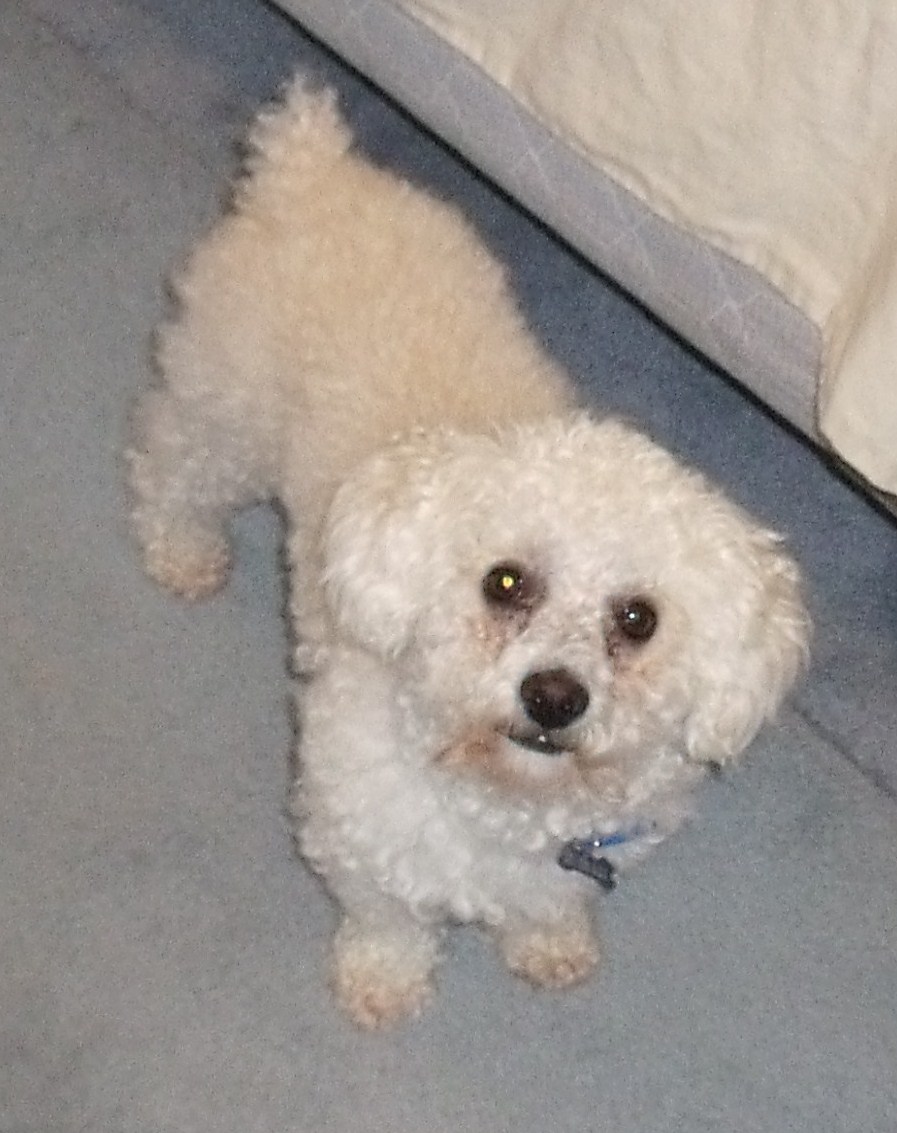 WATN Hendrick aka Piper