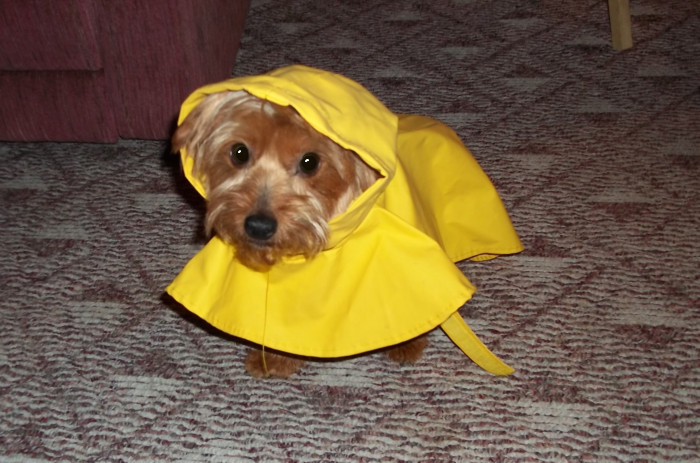 WATN Gigi Raincoat