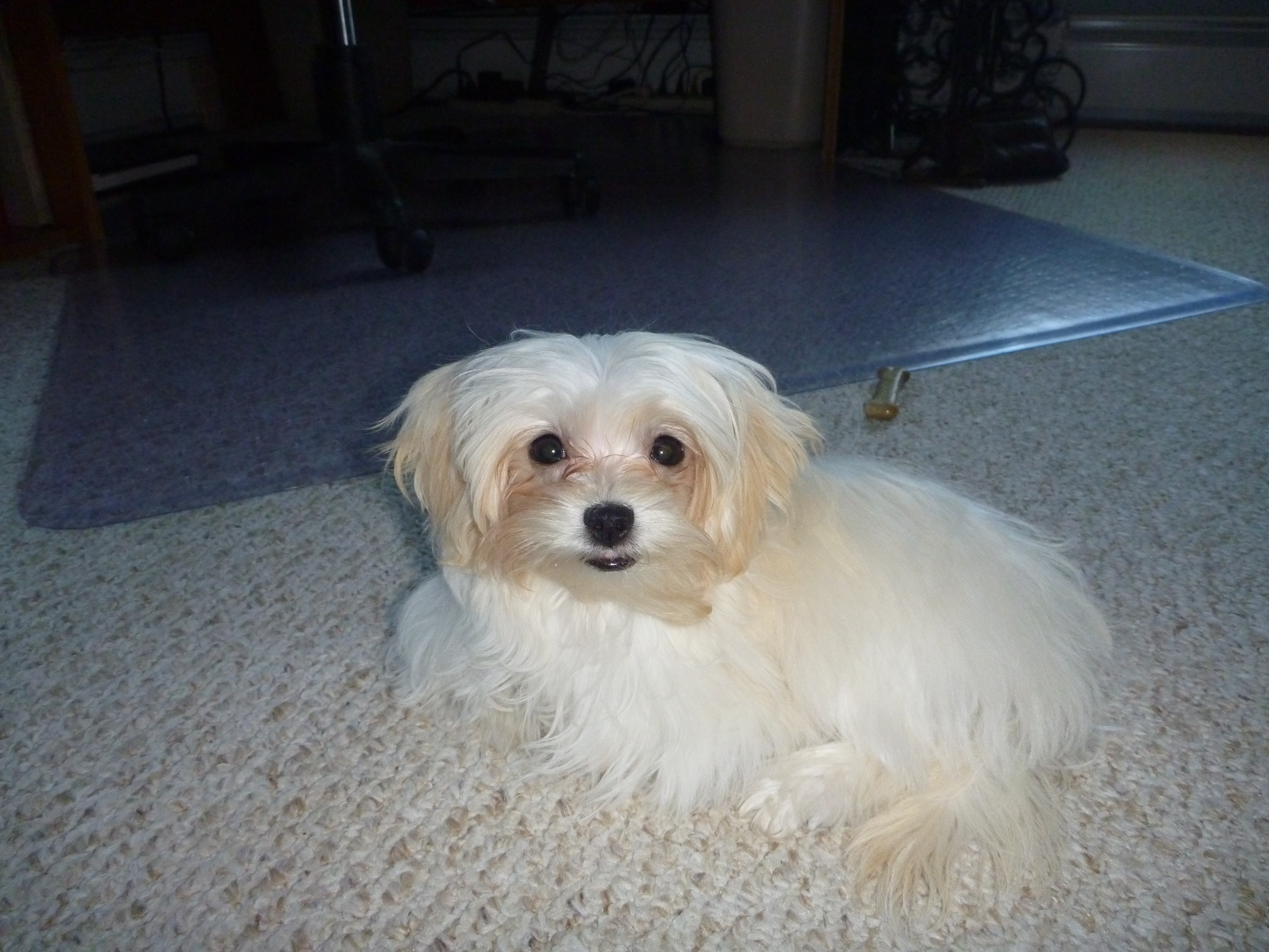 WATN Bianca aka Shyla 2