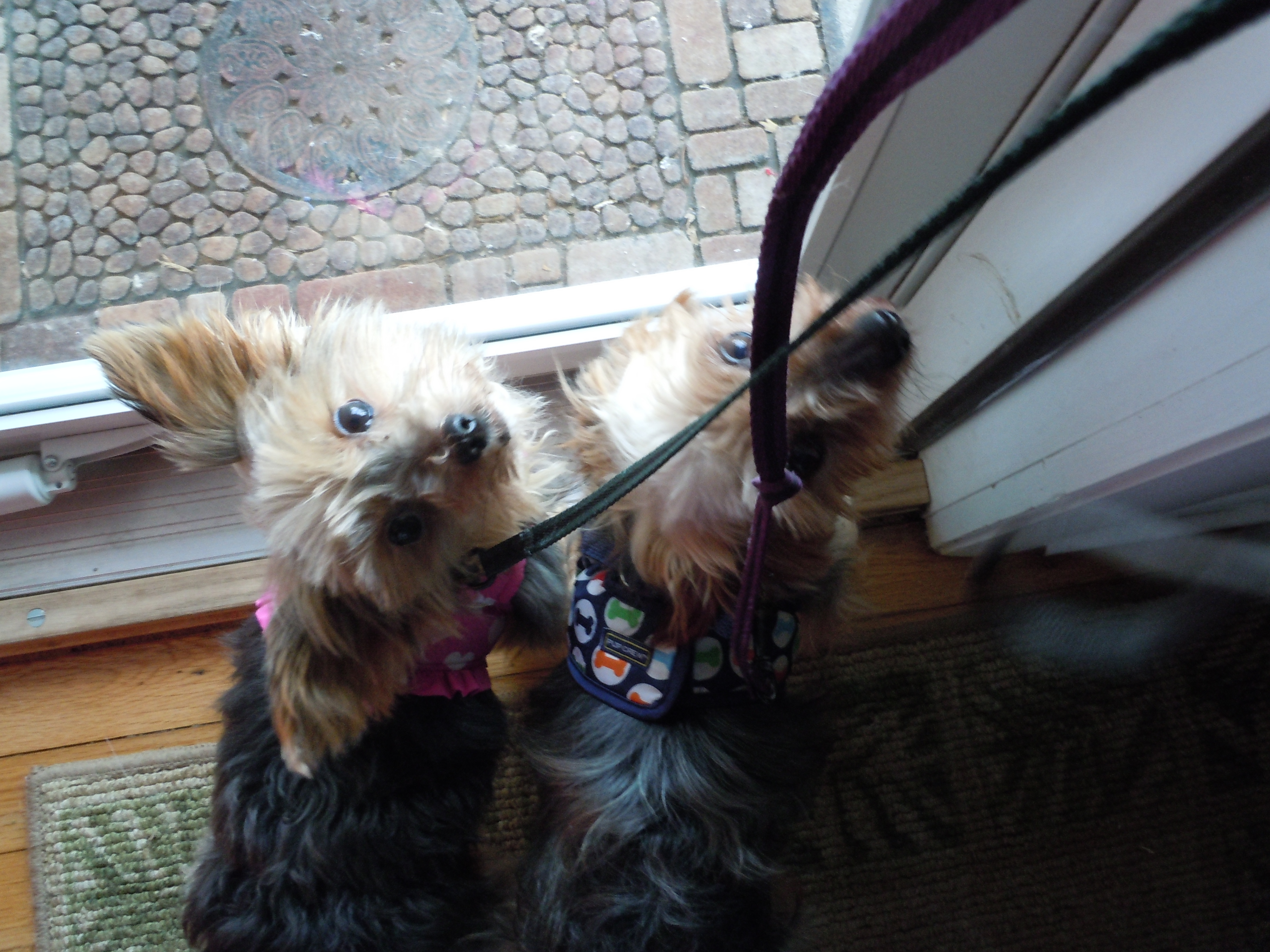 WATN Dudley & Holly now Beau & Gracie