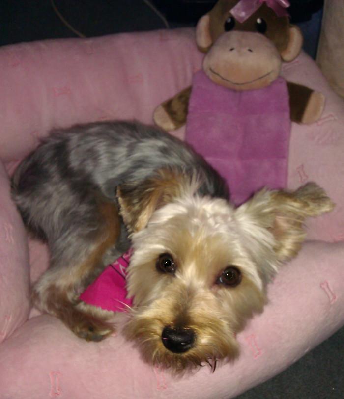 WATN Ginger aka Snickers