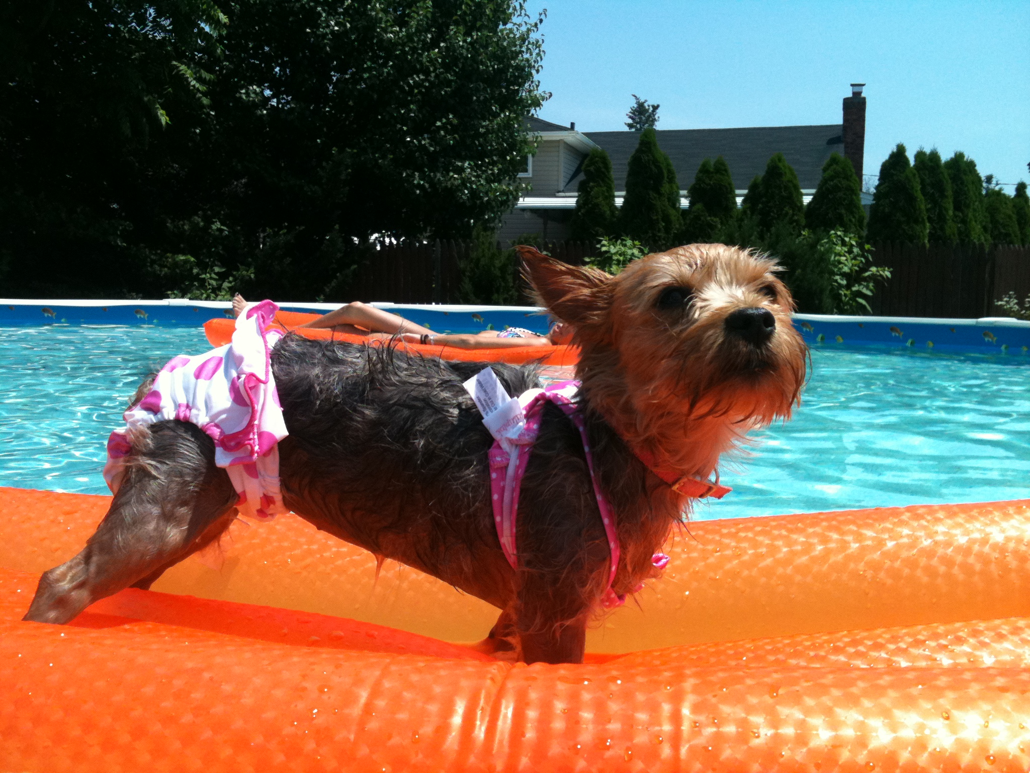 WATN Shushy (now Sammie)