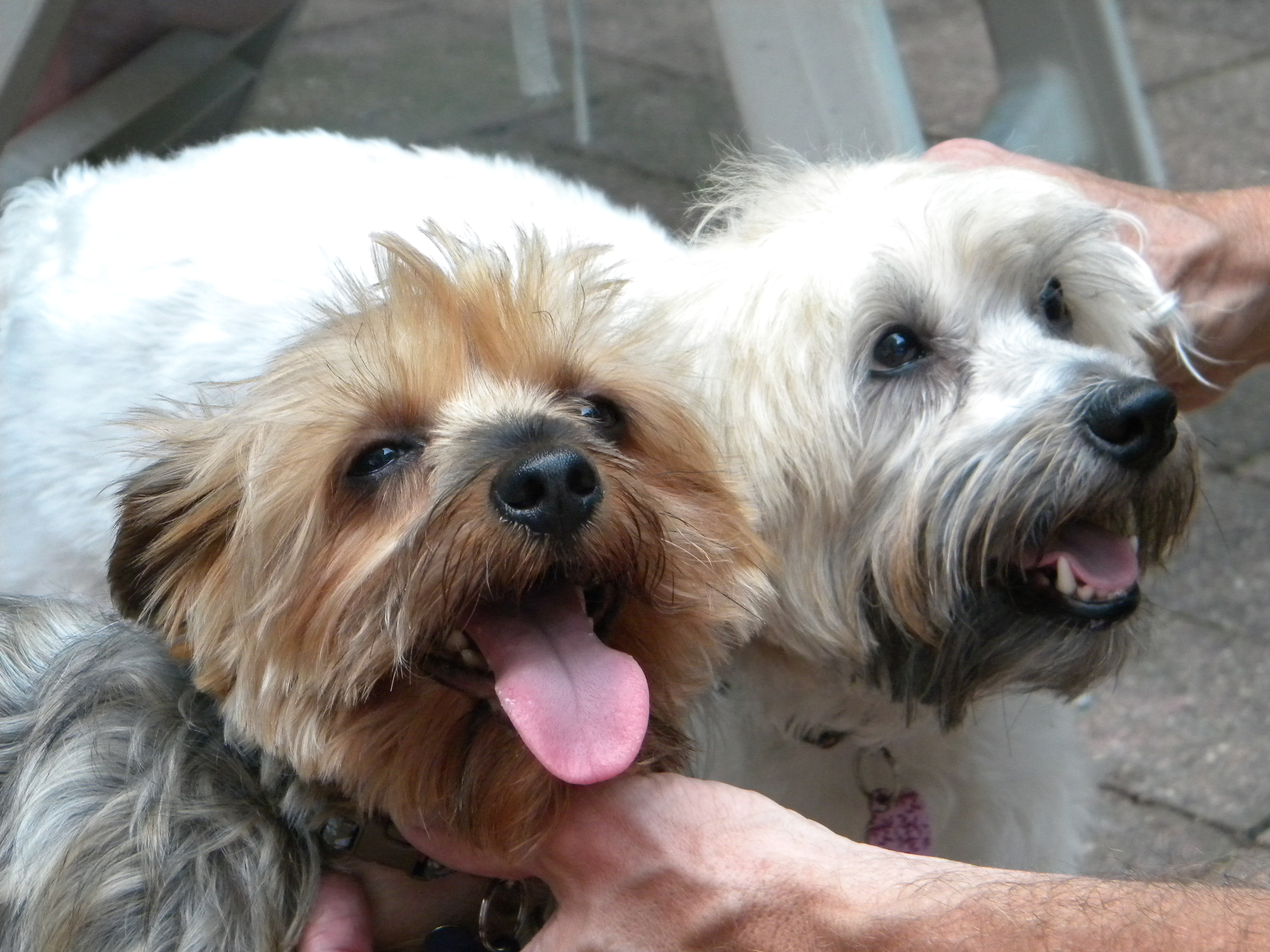 WATN Simon/Gizmo with Chloe