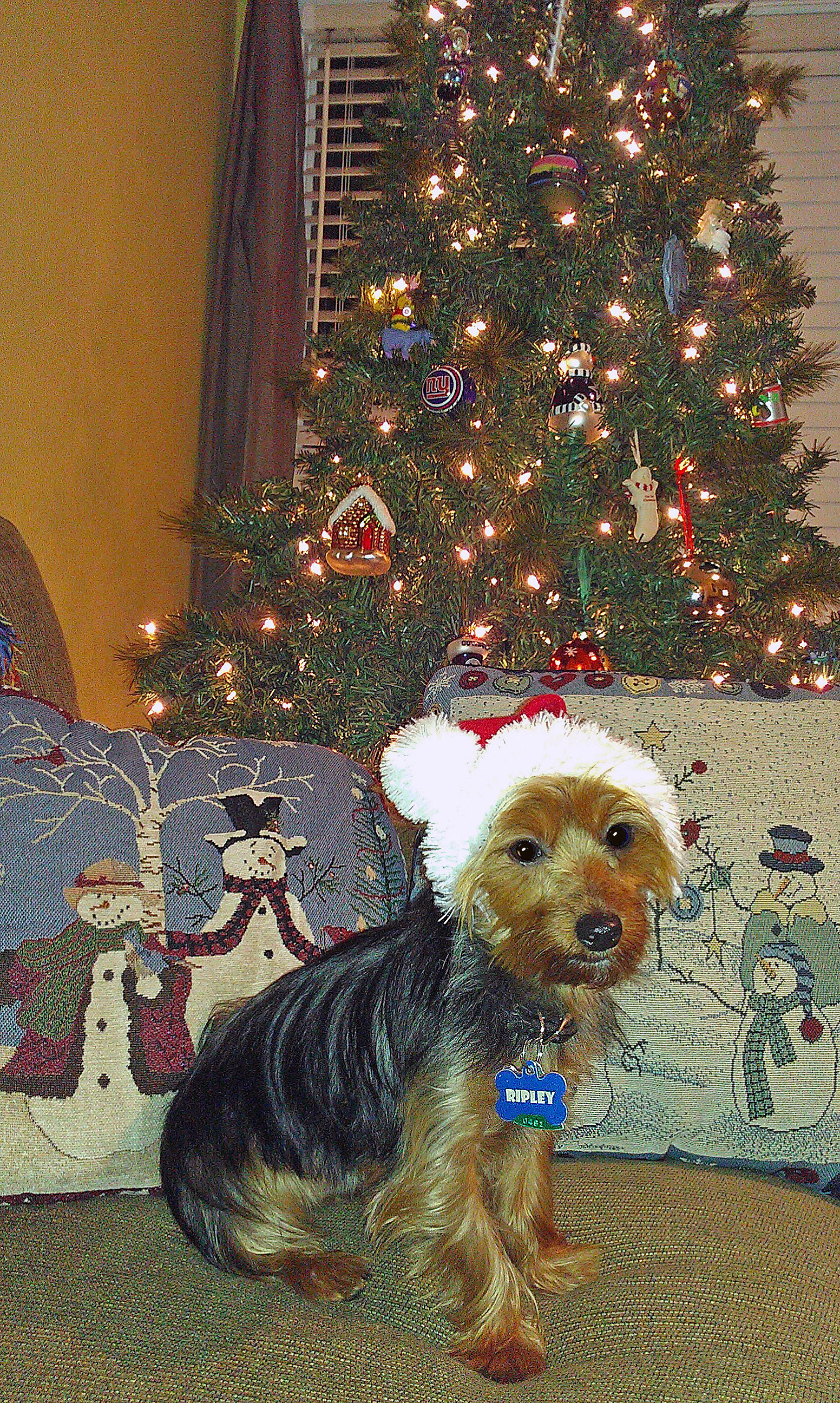 WATN Ripley Howlidays '11