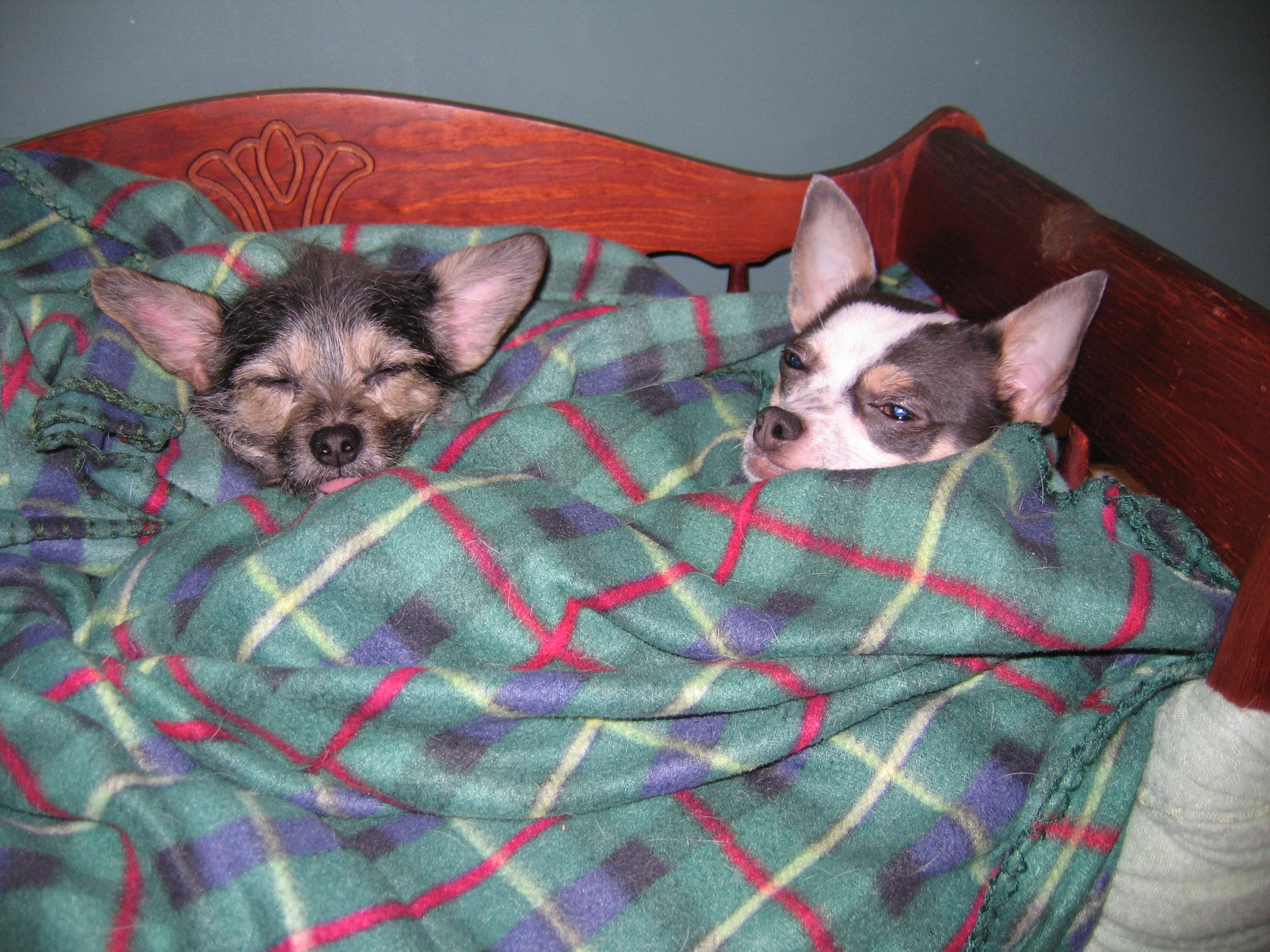 WATN Chichi & Sister Sleep