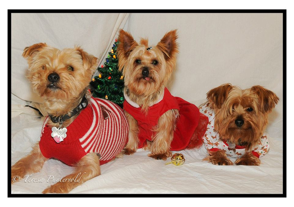 12 Howlidays - Max, Goldi & Kobi