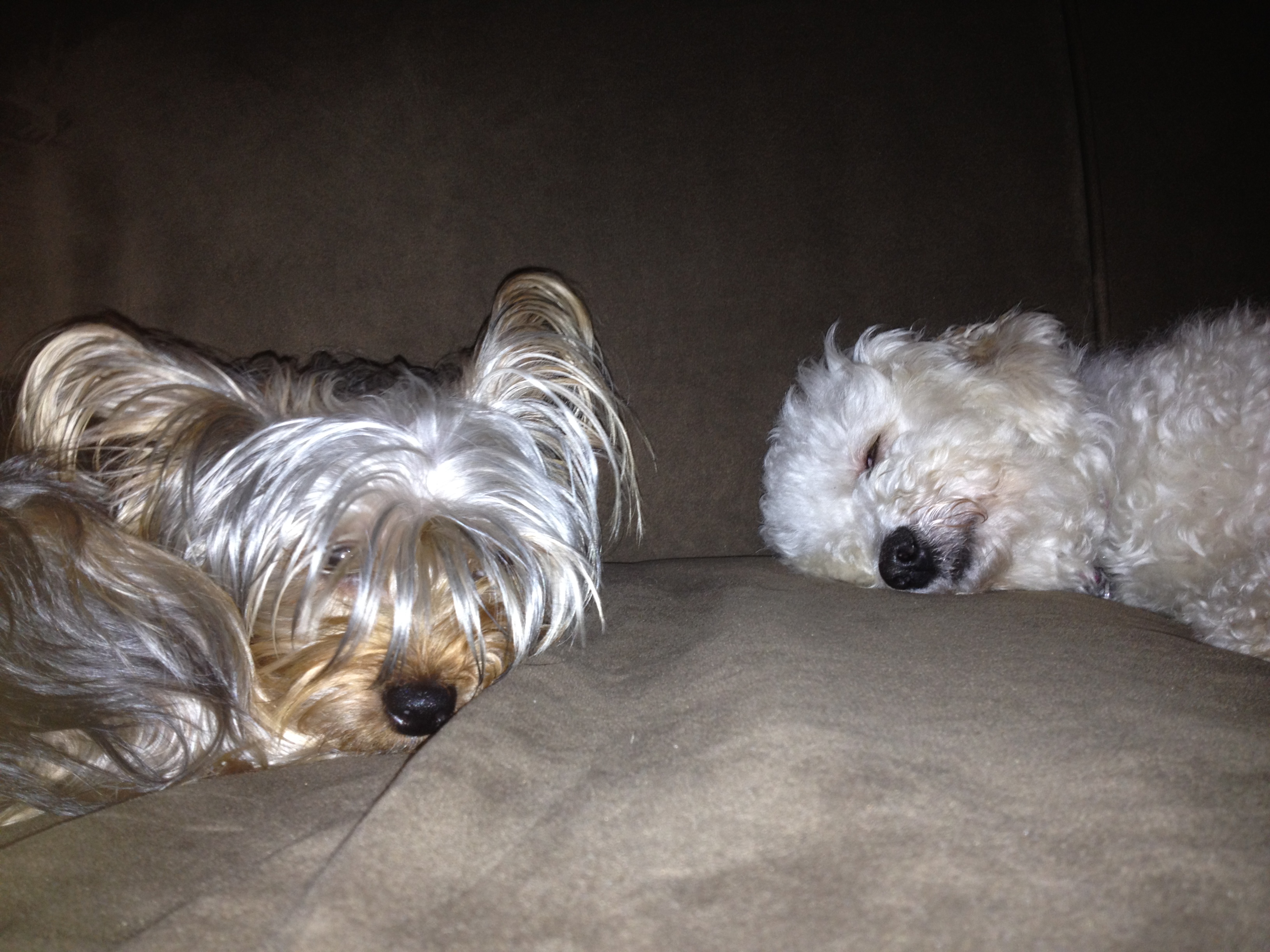 WATN Babette & Yorkie Jackie