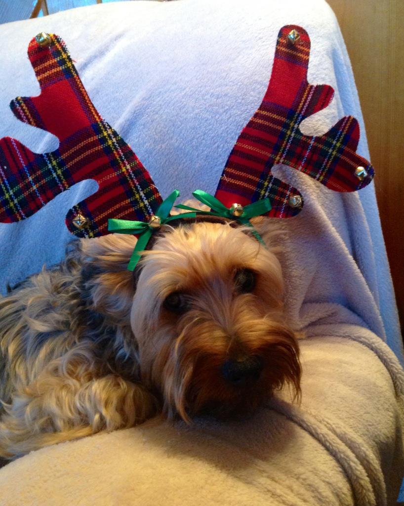 12 Howliday Buddah Buddy