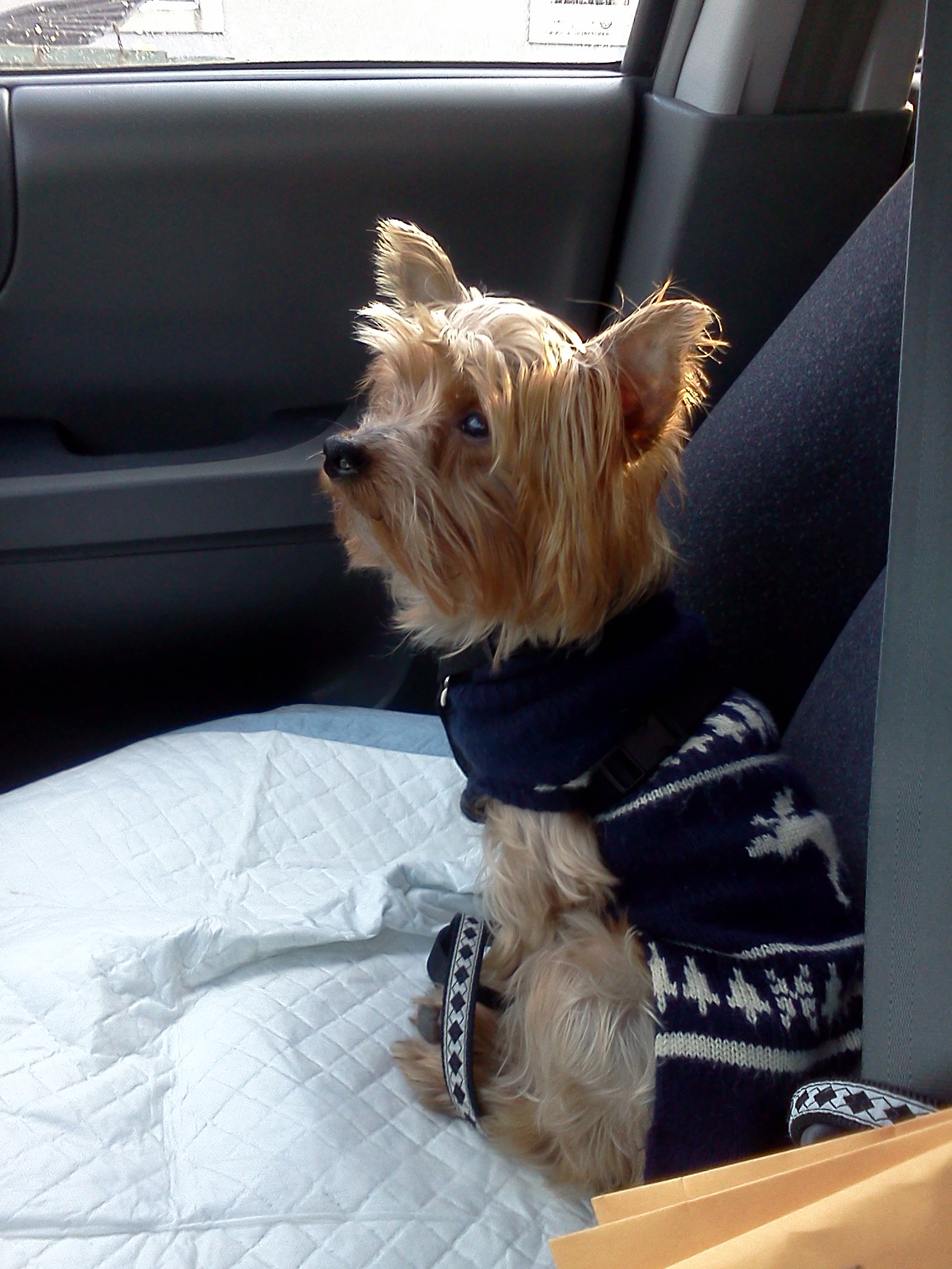 WATN Capt Jack Sparrow Car ride