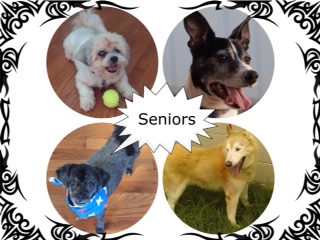 Seniors 8 Sept 16 Seniors 8 Sept 16