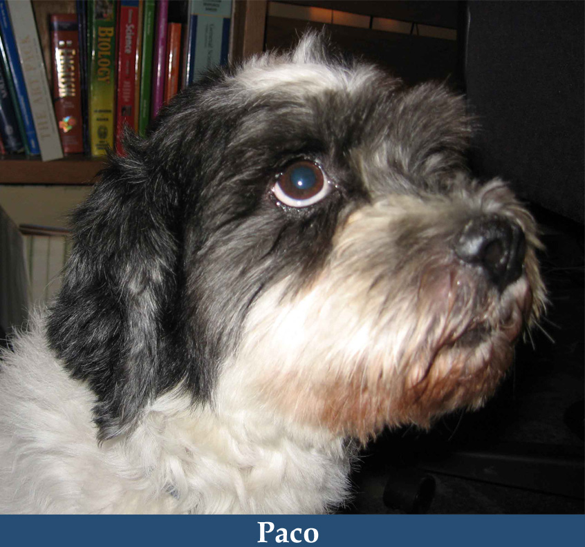 Web Image: Paco