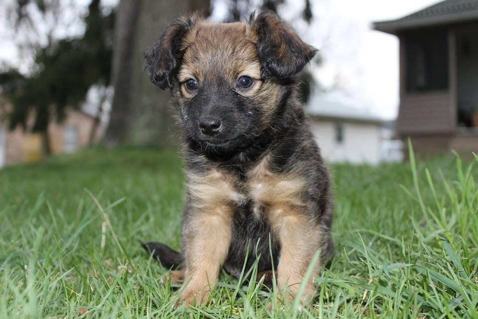 little 10 week old male pup little 10 week old male pup