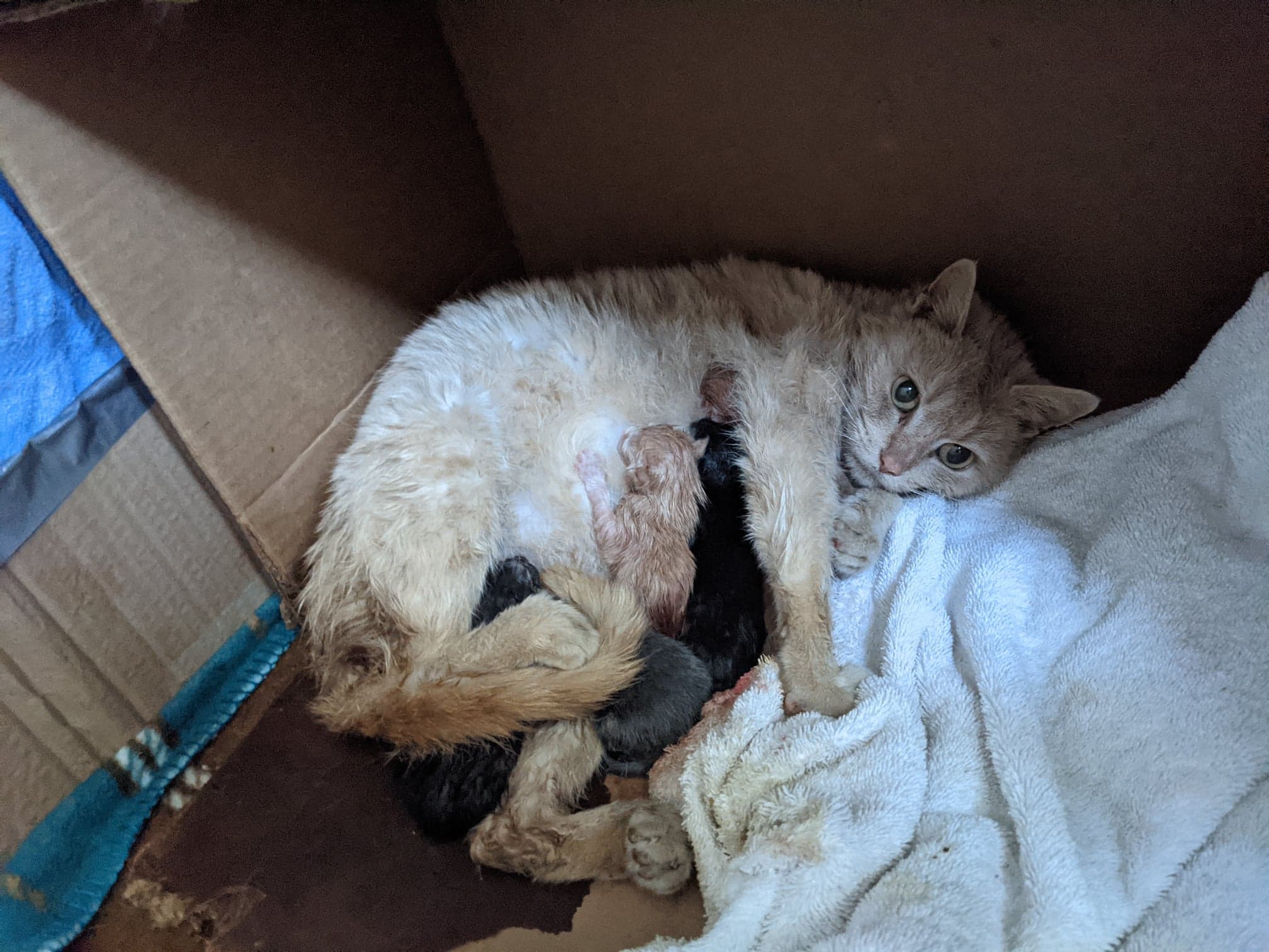 Sandy and kittens Sandy and kittens