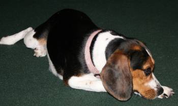 Zoey2 Zoey2