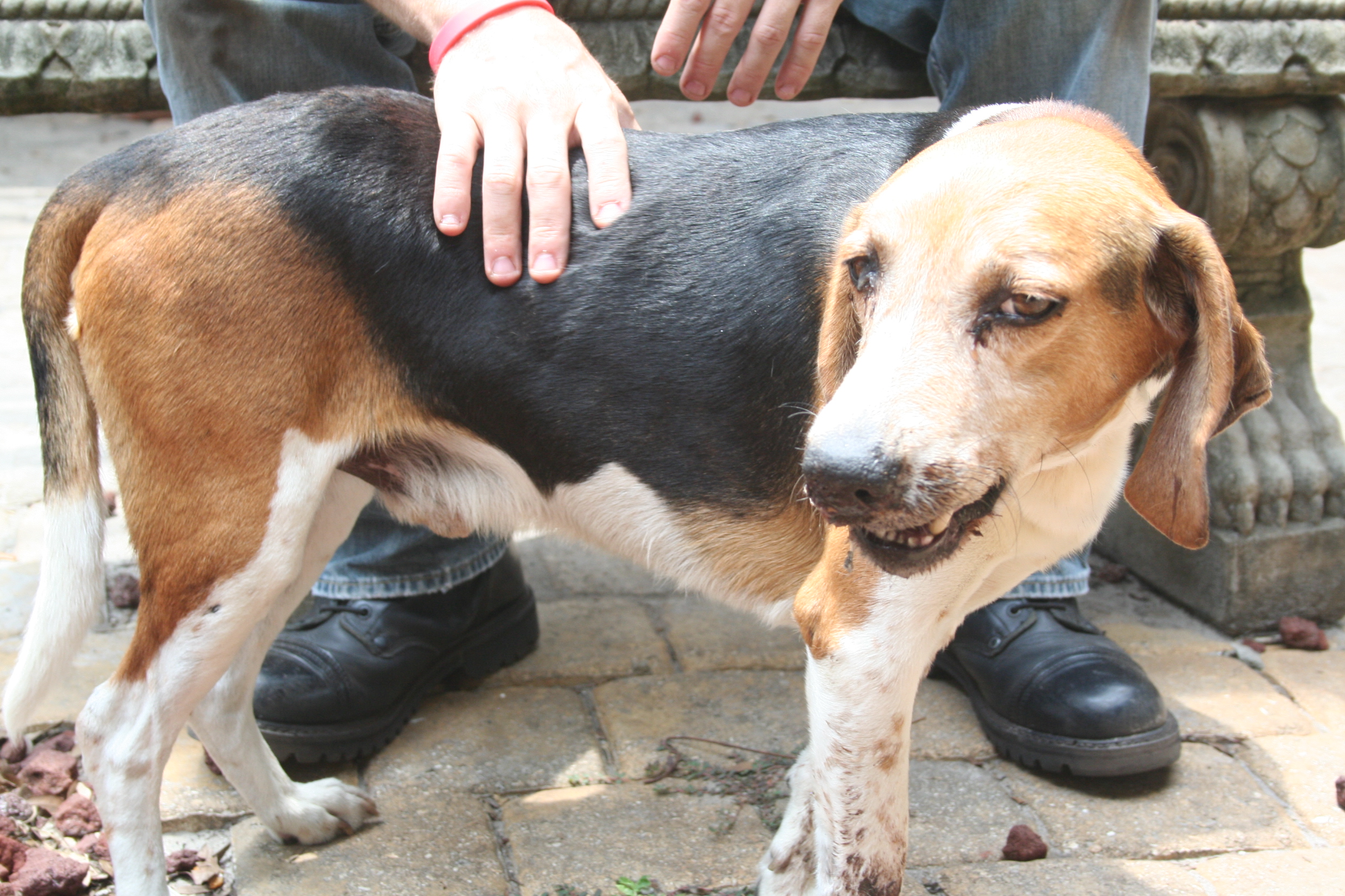 to Tampa Bay Beagle Rescue