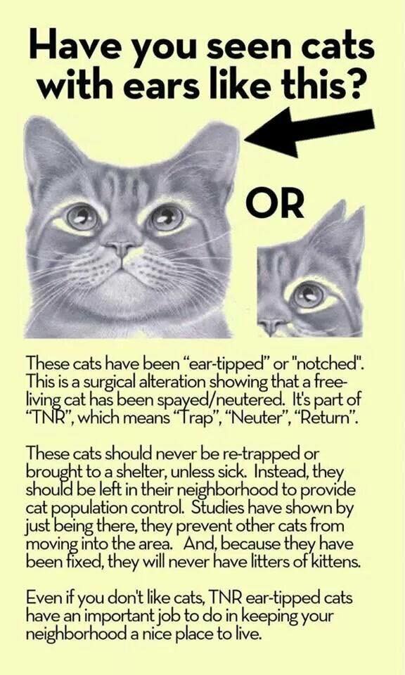 Community Cats