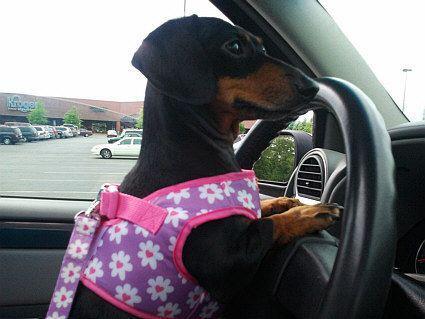 Furever Dachshund Transport