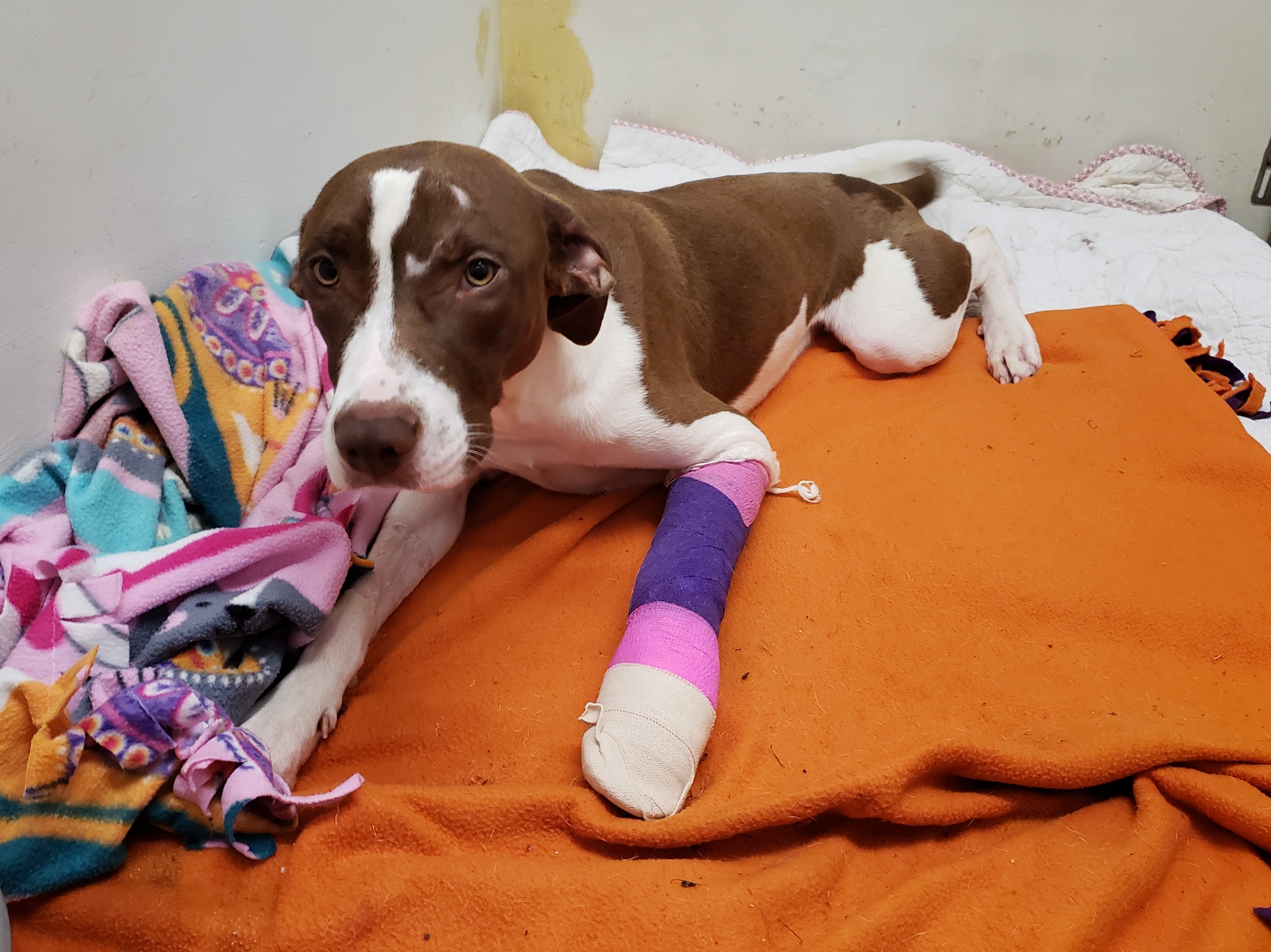 pets at home middlebrook vets