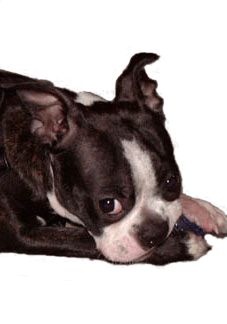boston terrier puppies az welcome www azbtrescue org boston terrier puppies az welcome www azbtrescue org