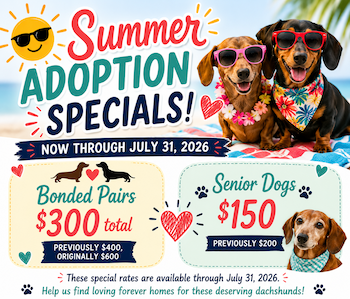 CTDR Summer Adoption Specials