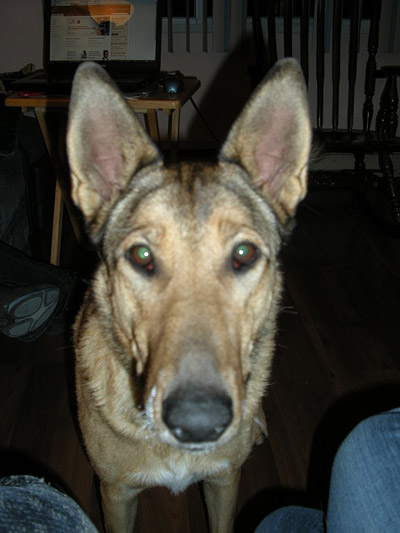 Mischa(lost_dog)