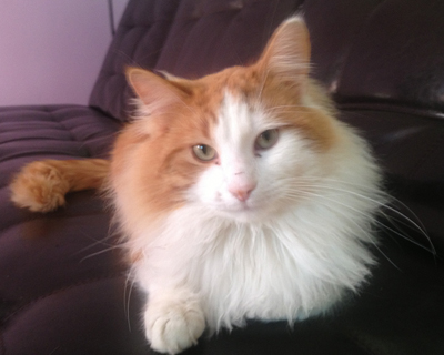 Kitty