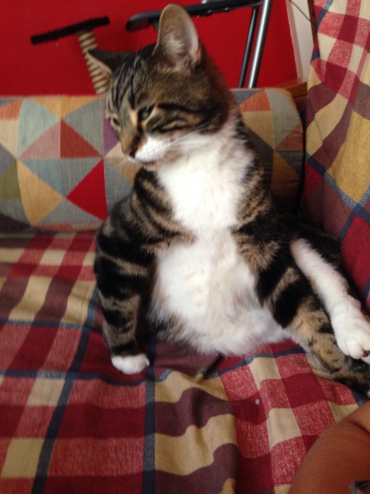 Lost brown & white tabby in ndg (2)