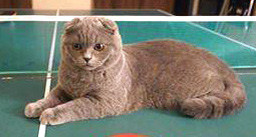 Lost grey cat in Dorval/Pte Claire_1