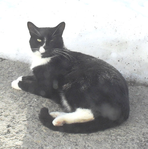 James(Tuxedo cat)