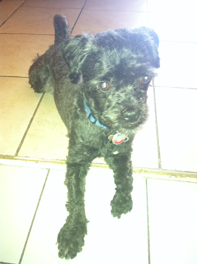 Lost shitzu_poodle in villeray