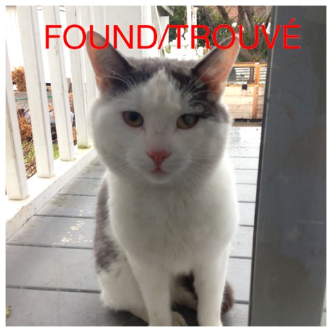 Found cat in rosemere